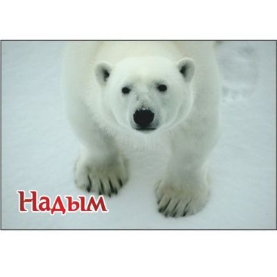 Надым Медведь 306001-69